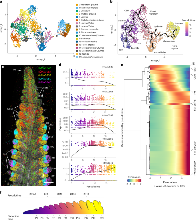 Fig. 4: Subclustering in corpus cells postulates MADS-box transcription factor genes as markers for specific meristems and organ formation.