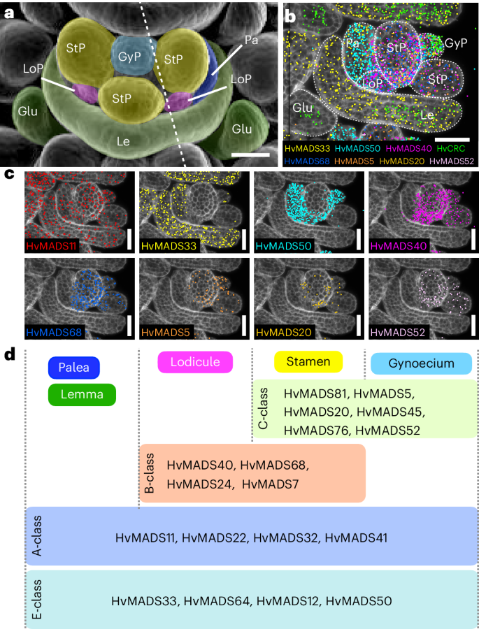 Fig. 5: Inferred roles of HvMADS genes in the ABCDE model of whorl organization.