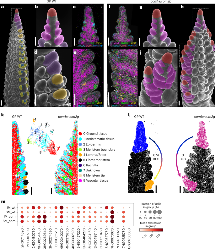 Fig. 7: Imputed differential gene expression for molecular phenotyping at the single-cell level.