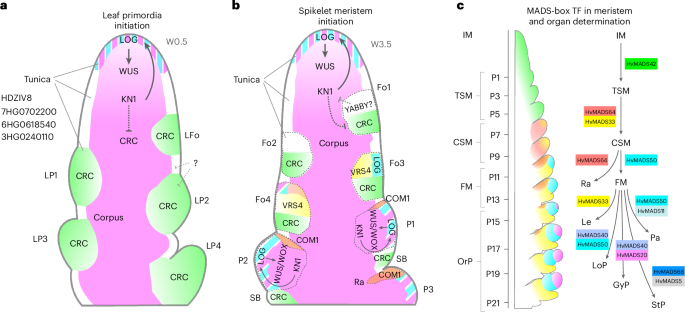 Fig. 8: Model for primordia initiation and meristem organization in vegetative SAM and developing inflorescences.