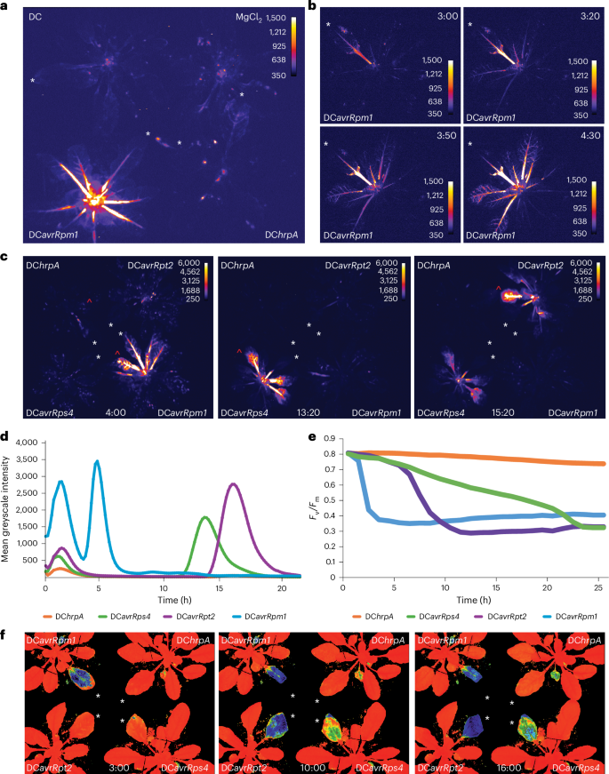 Fig. 1: JISS1 expression is induced systemically by ETI.