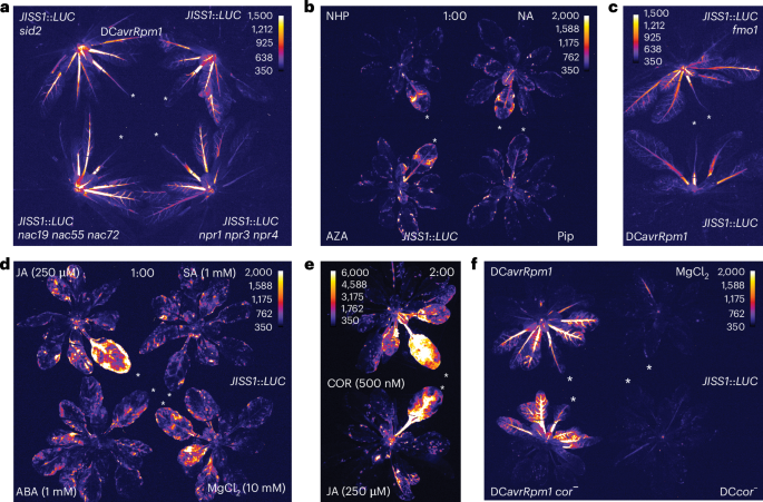 Fig. 2: JISS1::LUC is activated by the jasmonate signalling pathway but not classical SAR elicitors.
