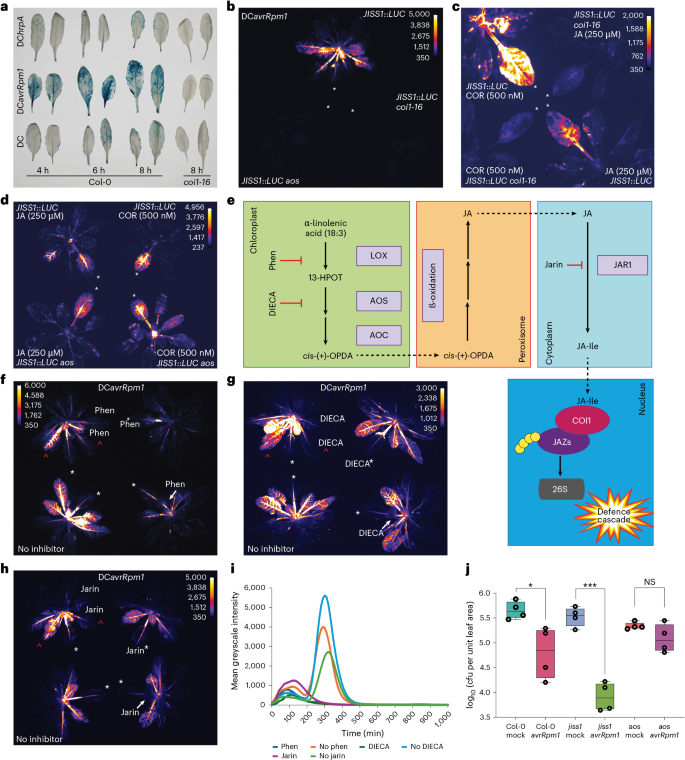 Fig. 3: JISS1::LUC signal propagation is dependent on JA biosynthesis and perception.