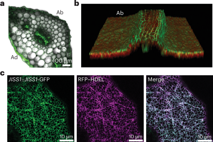 Fig. 4: JISS1 signal propagates symplastically through the epidermis and vasculature and localizes to the ER.
