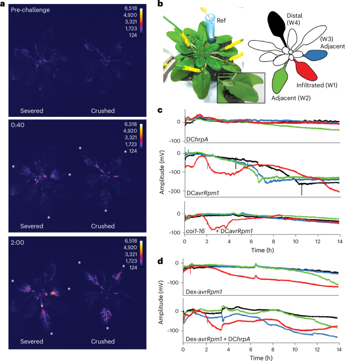 Fig. 5: Systemic electric signal propagation is a general feature of ETI activation.