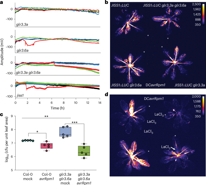 Fig. 6: JISS1 systemic signal is calcium dependent.