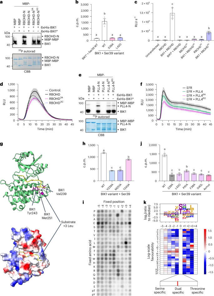 Fig. 1: BIK1 phosphorylates substrates in a motif-dependent manner.