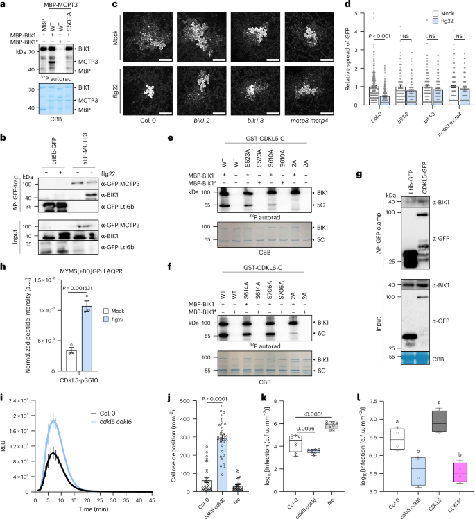 Fig. 3: MCTP3 and CDKL5/6 are novel regulators of immunity.