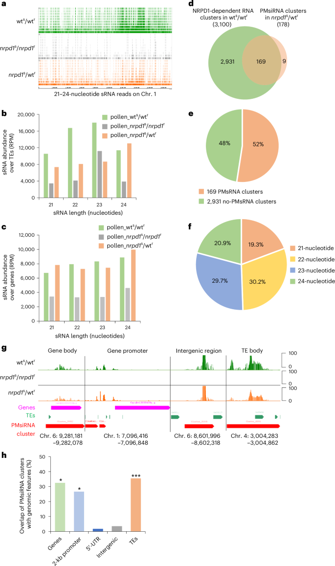 Fig. 2: Grafting of nrpd1 scion to wt rootstock restores abundant PMsiRNAs in pollen.