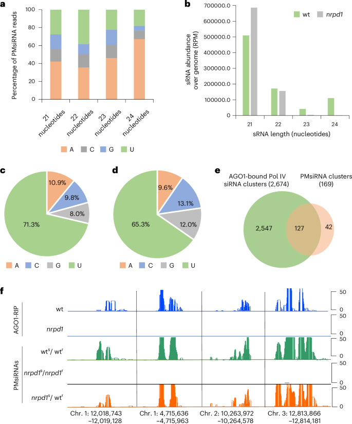Fig. 3: PMsiRNAs bind to AGO1.