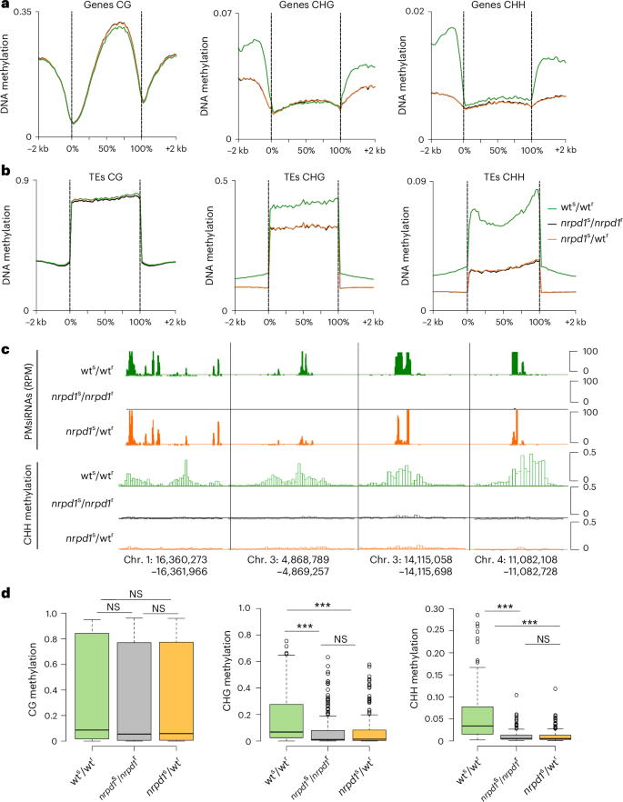 Fig. 4: Grafting does not restore DNA methylation at PMsiRNA loci in microspores.