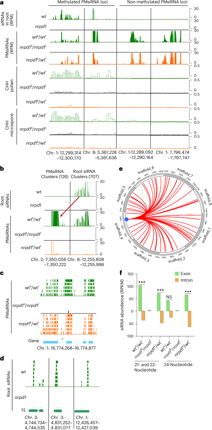 Fig. 5: siRNAs generated from root loci induce amplification of secondary siRNAs.