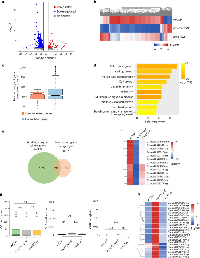 Fig. 6: Grafting normalizes gene expression in microspores.