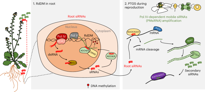 Fig. 7: Hypothetical model depicting the formation of long-distance mobile siRNAs and their functional role in the male germline.