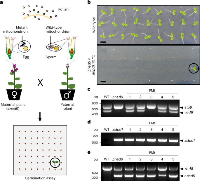 Fig. 1: Detection of paternal mitochondrial transmission in tobacco by a phenotypic screen.
