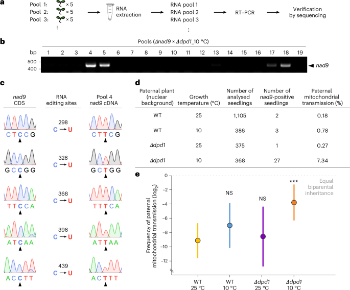 Fig. 3: Synergistic effect of the dpd1 mutation and low temperature during pollen development leads to enhanced paternal mitochondrial transmission.