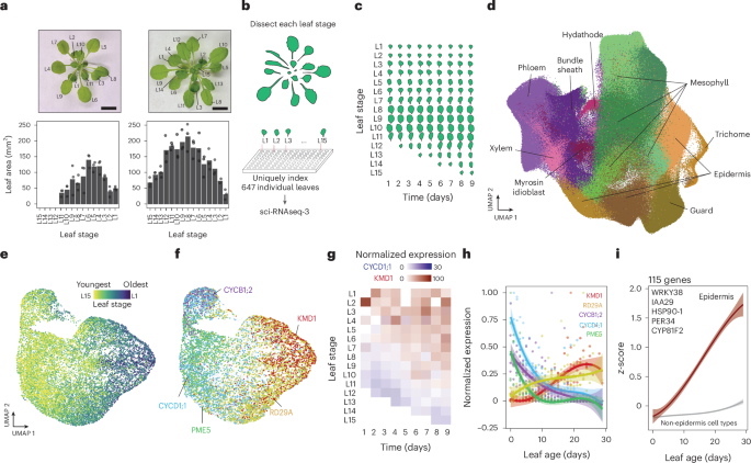 Fig. 1: Transcriptional states of Arabidopsis cell types change during leaf ageing.