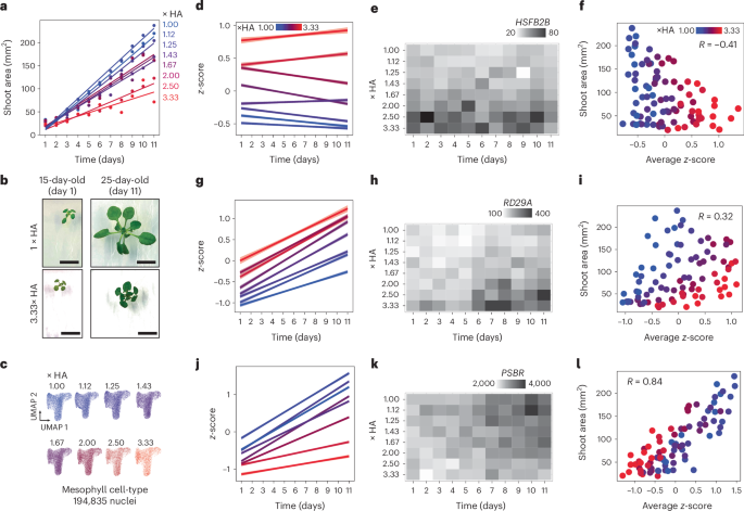 Fig. 4: Dose-responsive transcriptional changes in the mesophyll to HA stress are associated with shoot-size plasticity.