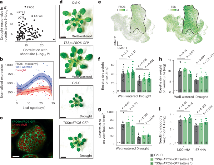 Fig. 5: FRO6 within the mesophyll modulates shoot growth under drought stress.