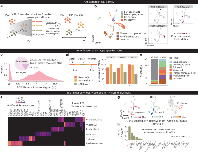 Single-cell chromatin accessibility and cis-regulatory element analyses in plants using the scPlantReg platform