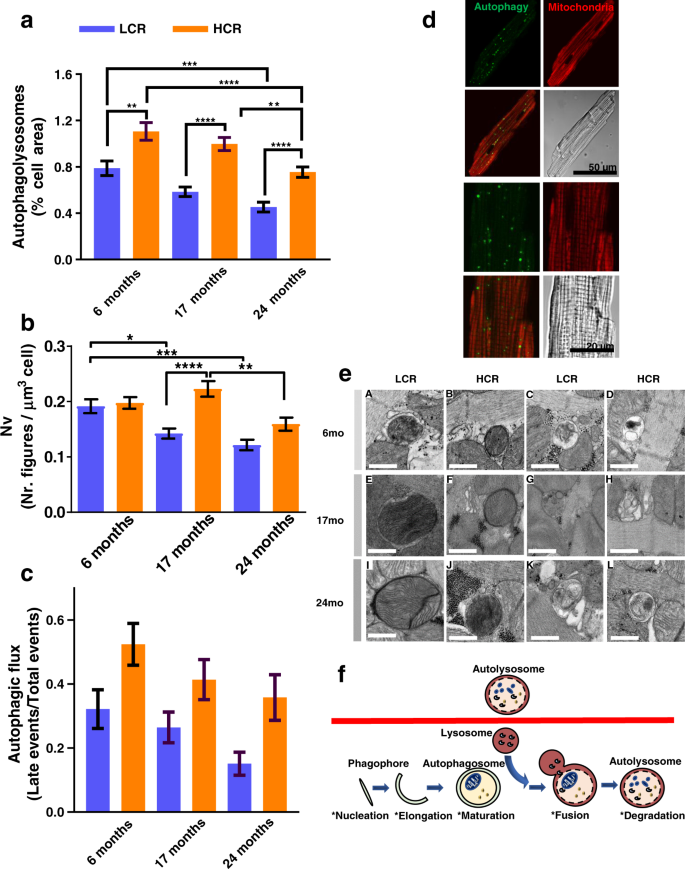 Mitochondrial Health Is Enhanced In Rats With Higher Vs Lower Intrinsic Exercise Capacity And Extended Lifespan Npj Aging And Mechanisms Of Disease
