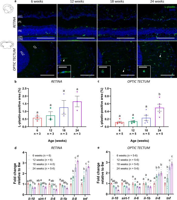 Fig. 6: Inflammaging in the senescent killifish visual system.