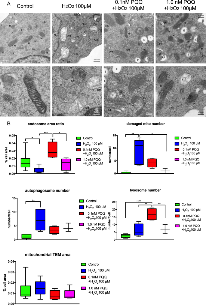 Pyrroloquinoline quinone (PQQ) protects mitochondrial function Pyrroloquinoline quinone (PQQ) protects mitochondrial function