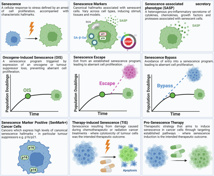 The paradox of senescent-marker positive cancer cells: challenges and opportunities