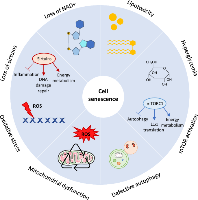 Cell senescence in cardiometabolic diseases