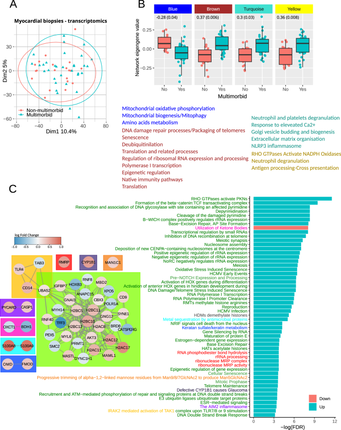 Fig. 3: Myocardial transcripts analysis.