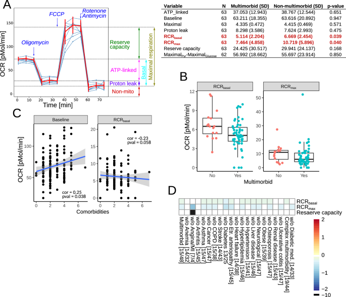 Fig. 4: Mitochondrial respiration in circulating mononuclear cells.