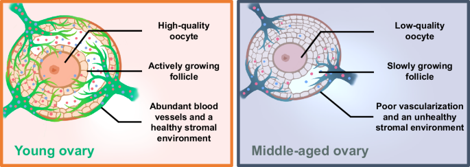 Fig. 1: The schematic model illustrates aging-related differences in oocyte and follicle development between young and middle-aged ovaries.