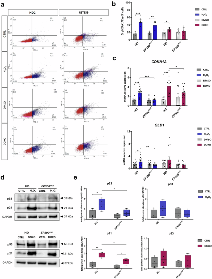 Fig. 1: EP300mut LCLs are less sensitive to DNA damage induced by SIPS agents.