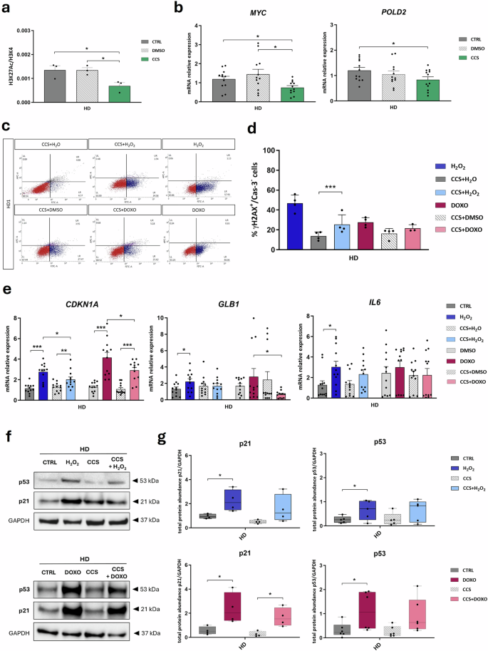 Fig. 2: p300 inhibition by CCS1477 protects HD LCLs from DNA damage induced by SIPS agents.