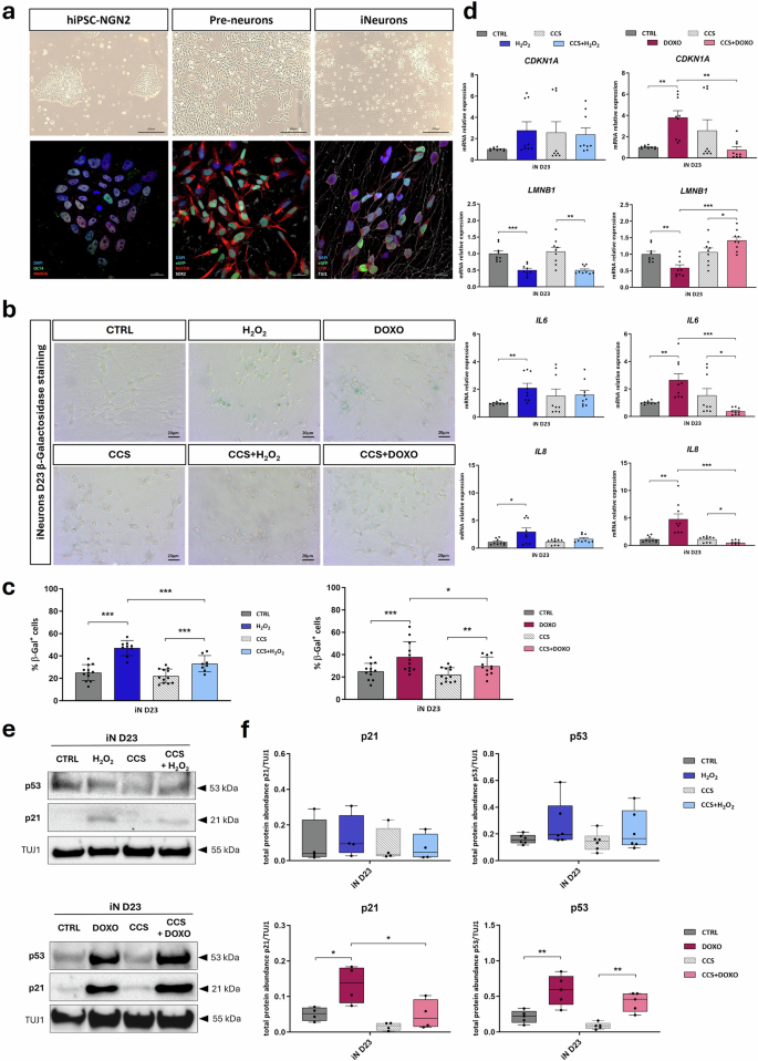 Fig. 3: p300 inhibition by CCS1477 rescues the senescent-like phenotype induced by SIPS agents in iNeurons.