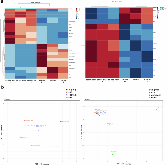 Fig. 5: p300 inhibition by CCS1477 rescues the transcriptional senescent cascade induced by SIPS agents in Brain Organoids (BOs).