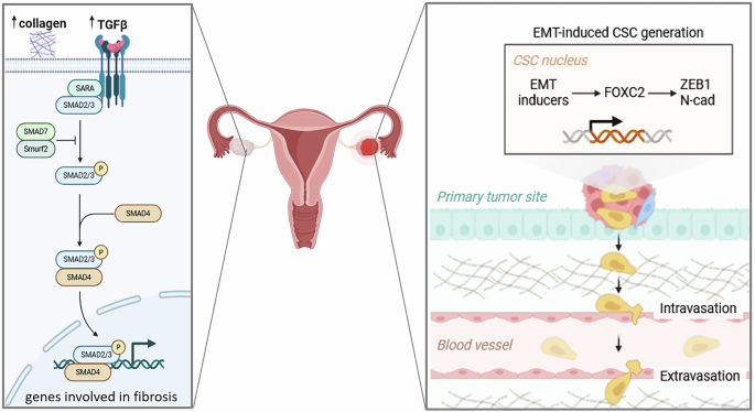Fig. 2: Scheme showing the epithelial-to-mesenchymal transition (EMT) and the intravasation of cancer stem cells (CSC) from the primary tumor site into the bloodstream and their extravasation.