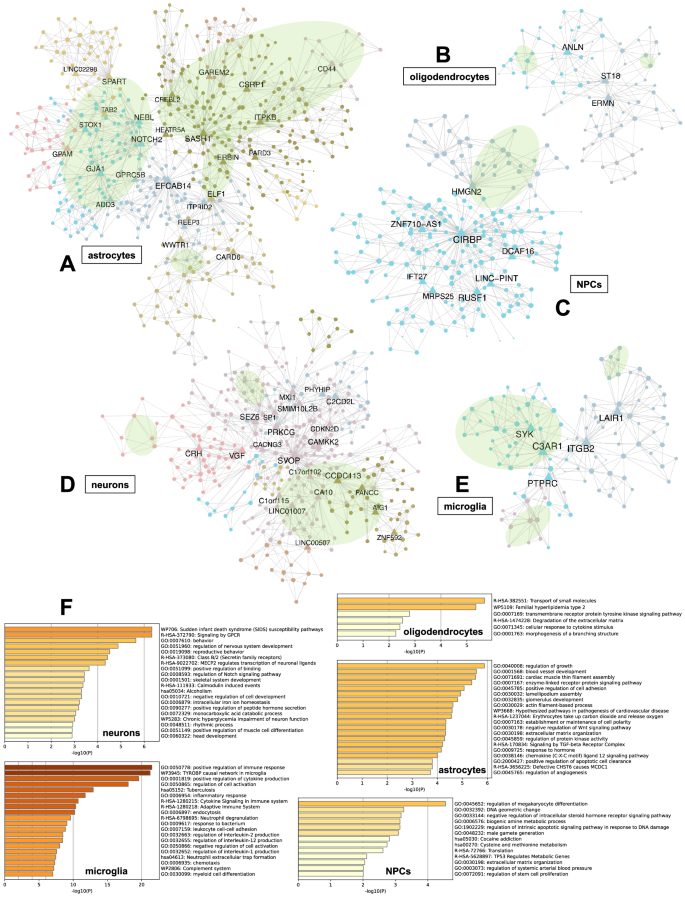 Fig. 5: Co-expression modules resolved from the expression profiles of IGs in DLPFC region and their functional annotations.
