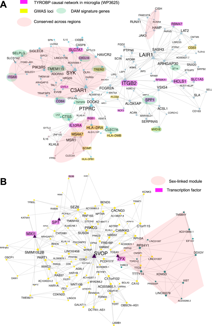 Fig. 6: Curated co-expression plots for two modules from DLPFC region with all gene nodes labeled.