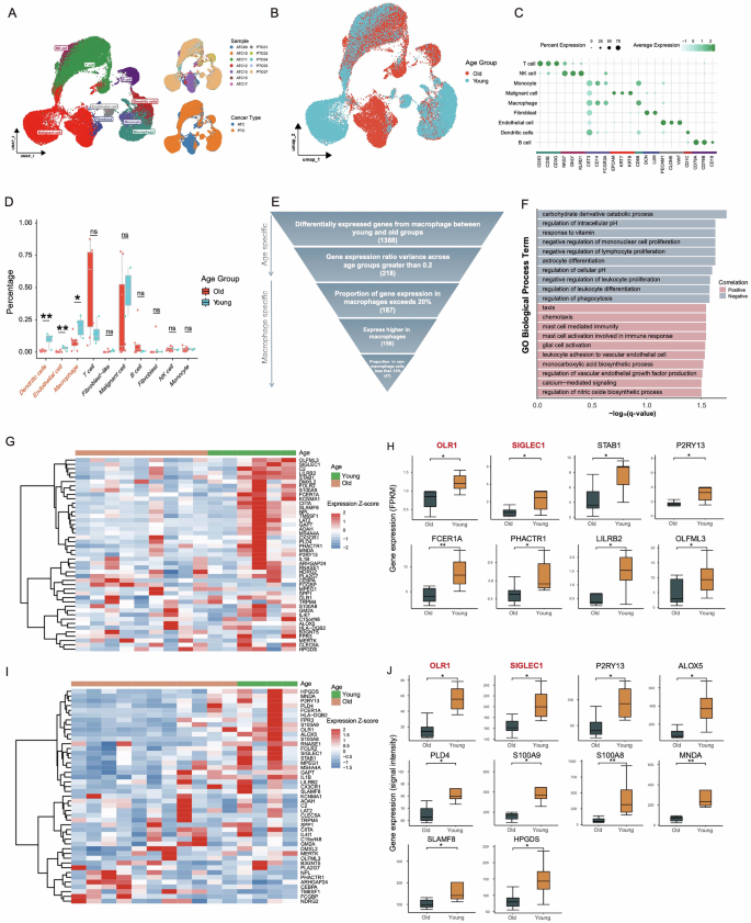 Fig. 1: Identification of TAM-specific genes in young-onset THCA through scRNA-seq analysis and validation in bulk RNA-seq datasets.