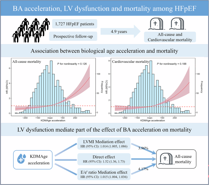 Fig. 3: Integrated view of biological aging, cardiac function, and mortality in in patients with heart failure with preserved ejection fraction.