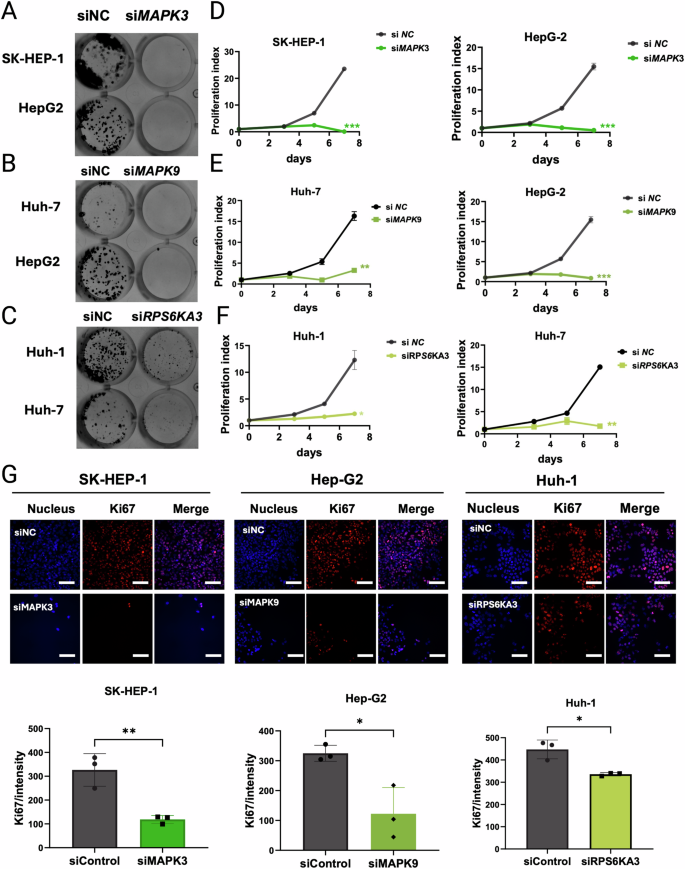 Fig. 3: Investigating the roles of MAPK3, MAPK9, and PRS6KA3 on HCC cell proliferation.