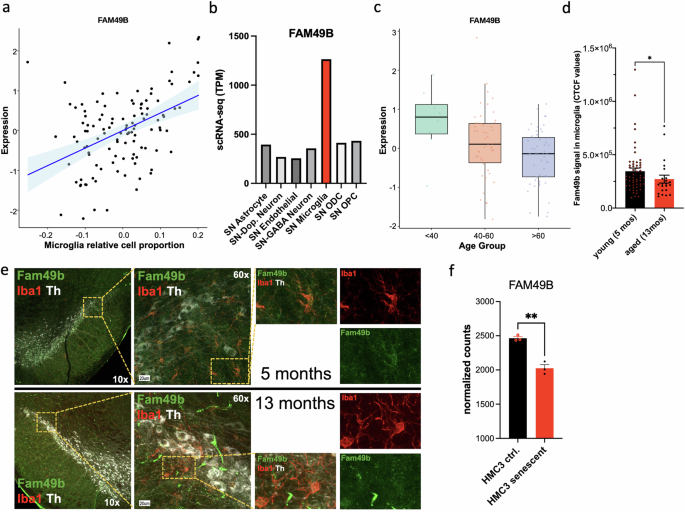 Fig. 1: FAM49B is predominantly expressed in microglia in the human SNpc and is downregulated with age.