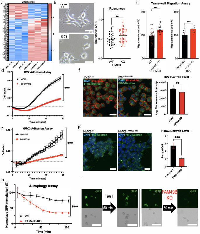 Fig. 3: FAM49B reduction causes cytoskeletal rearrangements.