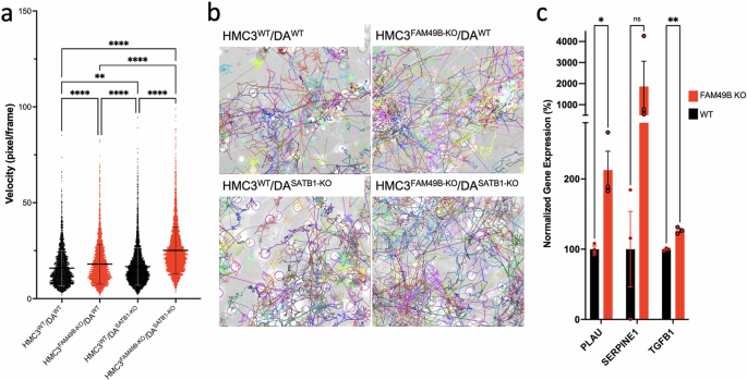 Fig. 4: Exposure of FAM49B-KO microglia induced migration response in midbrain cultures.