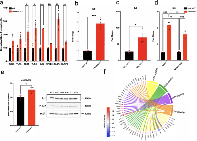 Fig. 5: Inflammatory gene expression in HMC3 FAM49B-KO cells.