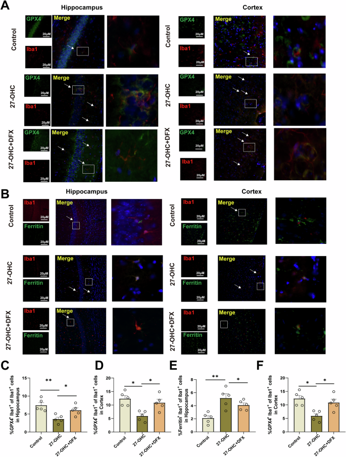 Fig. 10: Effect of DFX on microglia ferroptosis induced by 27-OHC in the hippocampus and prefrontal cortex.