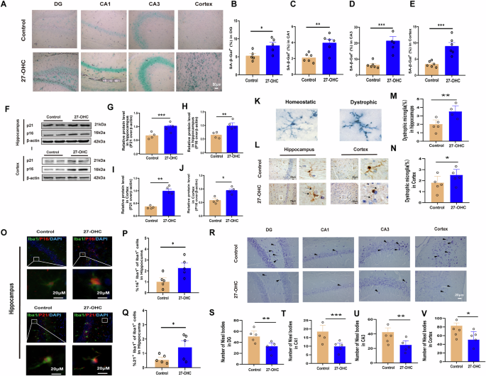 Fig. 5: Effect of 27-OHC on brain aging.