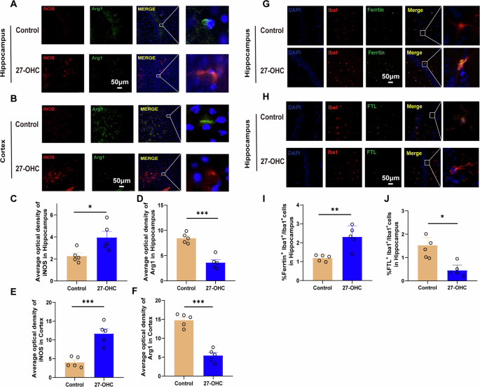 Fig. 6: Effect of 27-OHC on the microglia senescence in hippocampus and prefrontal cortex.