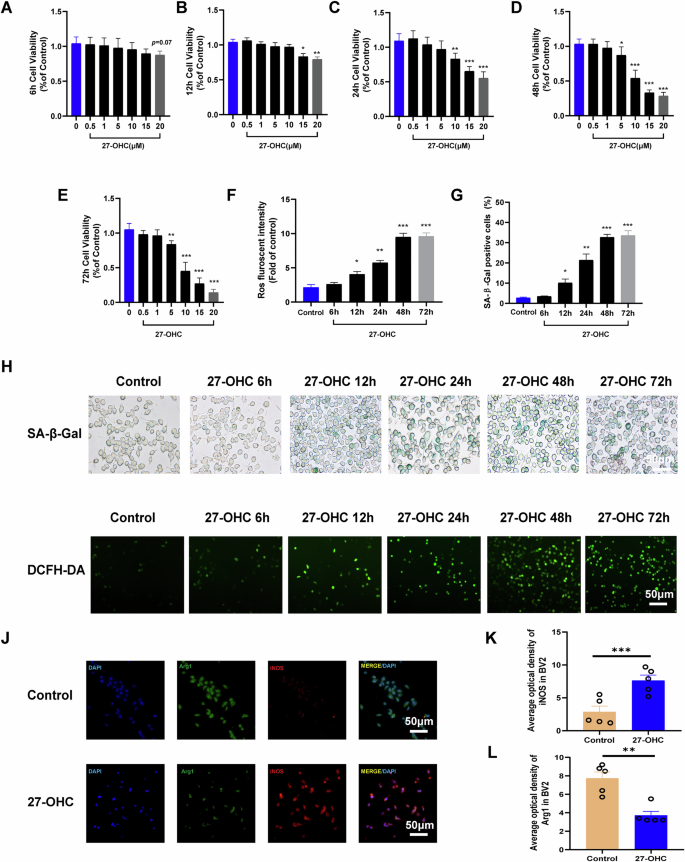Fig. 7: Effect of 27-OHC on cell senescence and inflammatory polarization in BV-2.